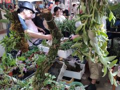 -万商花鸟市场