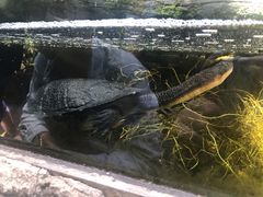 -可伦宾野生动物保护区