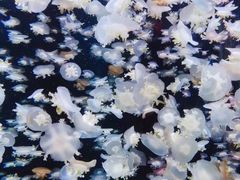 -太平洋海底世界