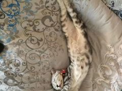 -伟伟宠物医院·瑞派猫友好医院·猫科(光谷店)