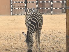 -祥源·阜阳生态乐园
