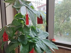 -新雅粤菜馆(南京东路店)