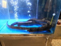 -本炙炭烤·蒲烧活鳗料理店(金沙洲店)
