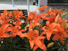 -上海鲜花港