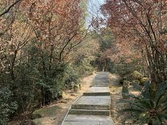 -长沙黑麋峰国家森林公园