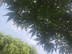 -青枫公园