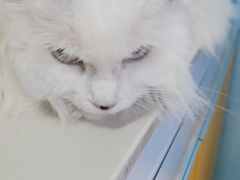 -瑞派福兴宠物医院犬猫全科·骨科·中西医结合(河东店)