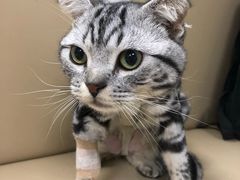 -喜多萌中农锦绣动物医院24H·猫科·牙科MRI·CT