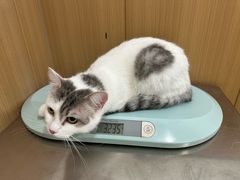 -米苏动物医院·犬猫专科·骨科外科内窥镜