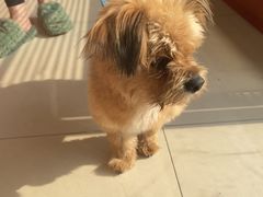 -艾贝尔宠物医院 ·内科全科(梁溪路店)