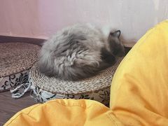 -楼上猫咖(罗湖店)