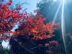 -岳麓山风景名胜区