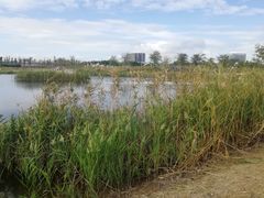 -鹦鹉洲湿地公园
