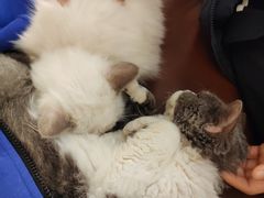 -猫小院猫主题餐厅(南锣旗舰店)