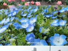 -荷兰花海