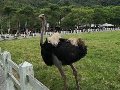 -瑞穗牧场