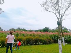 -白鹭湾湿地公园