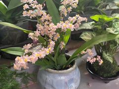 -花鸟鱼虫鲜花绿植市场(玉泉路店)