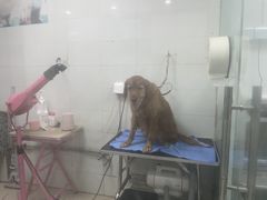 -芭比堂动物医院(广州爱宠下渡路分院)