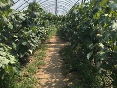 -马陆小张葡萄园农家乐