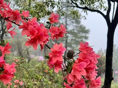 -雨花胜境