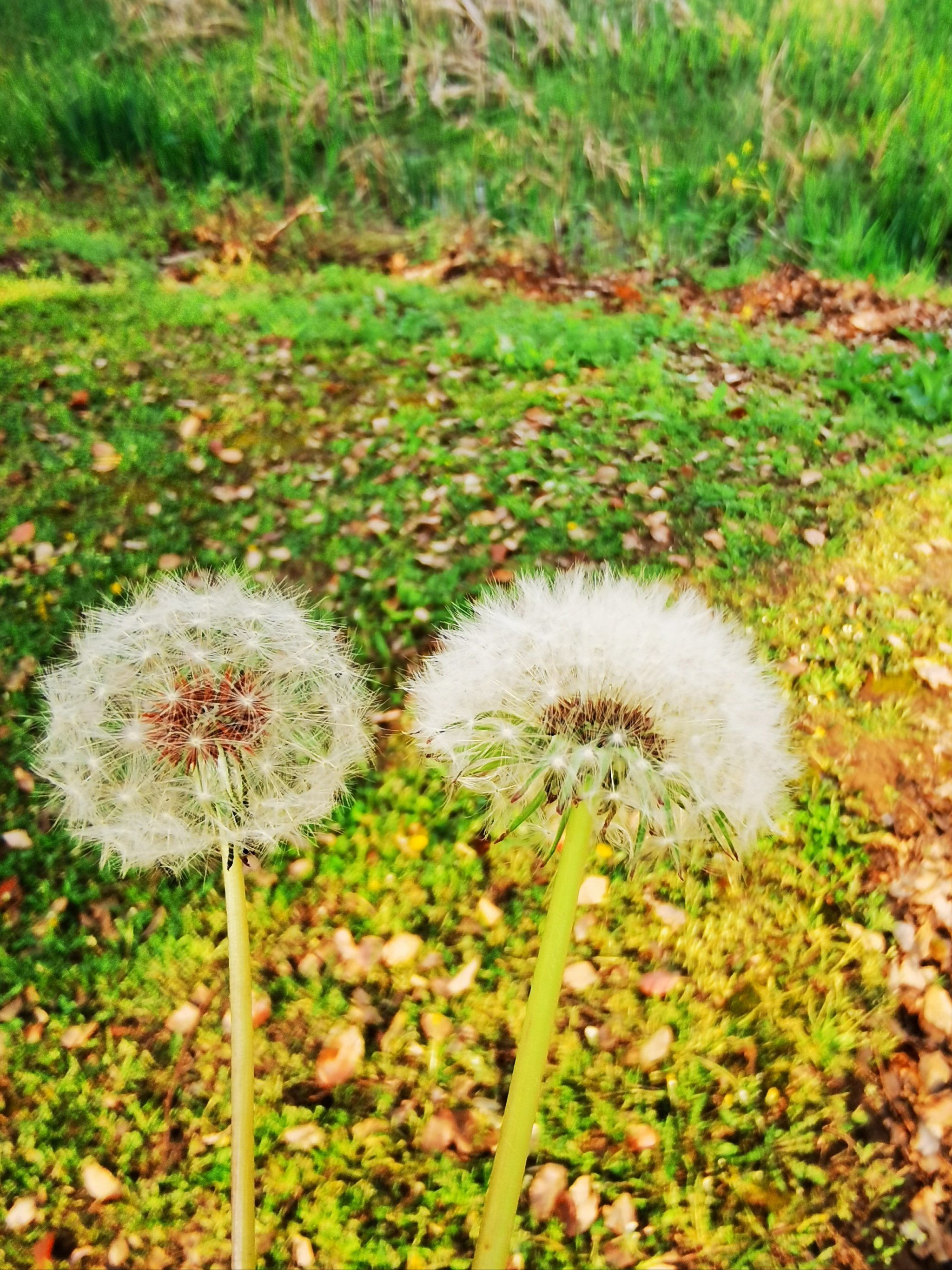 路过一片蒲公英草地