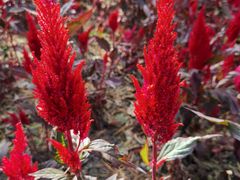 -黑龙江省森林植物园