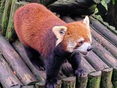 -云南野生动物园