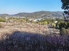 -香雪海