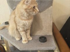 -猫小院猫主题咖啡厅(北锣店)