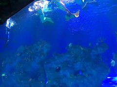 -芜湖新华联大白鲸海洋公园