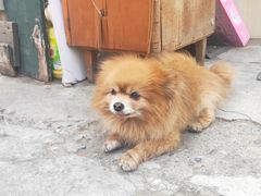 -必胜客(磁器口店)