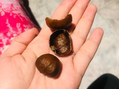 -二斗栗子(黄河道店)