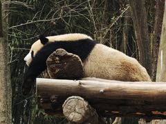 -都江堰中华大熊猫苑