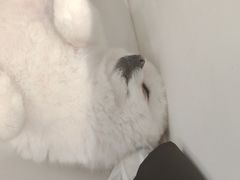 -怪兽屋·羊驼·猫咖·狗咖(俊华广场店)