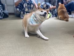 -逗柴咖啡屋·狗咖猫咖宠物桌游