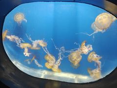 -烟台海昌鲸鲨海洋公园