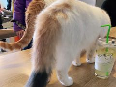 -平行世界·猫咖(首经贸店)