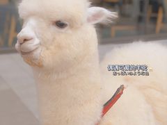 -宜宾燃面旗舰店