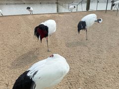 -盐城丹顶鹤湿地生态旅游区