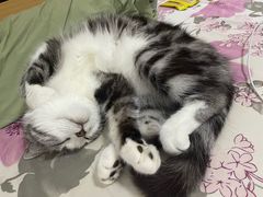 -乖乖宠物医院·猫科·急重症中心(车站北路分院)