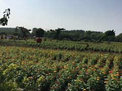 -兰陵国家农业公园