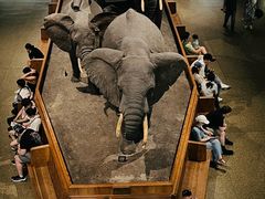 -美国自然历史博物馆