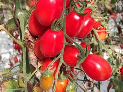 -梨木台悦来客农家院