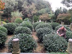 -十八棵（老龙井）御茶园(老龙井店)