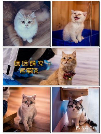 这家撸猫馆太超值！十几块钱品种猫撸到爽！