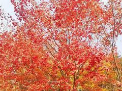 -世荷自助梭边鱼火锅城(香山店)