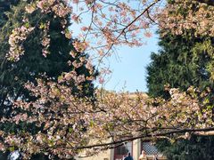 -武汉大学-樱园