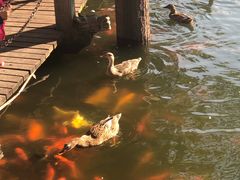 -华雅花园大酒店