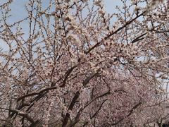 -桃花堤公园
